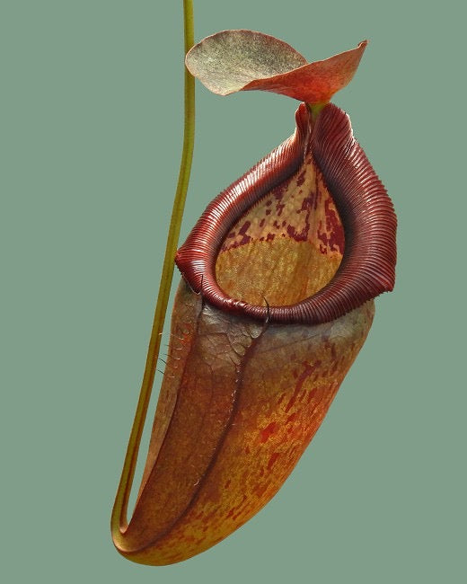 Nepenthes singalana x tenuis Potted
