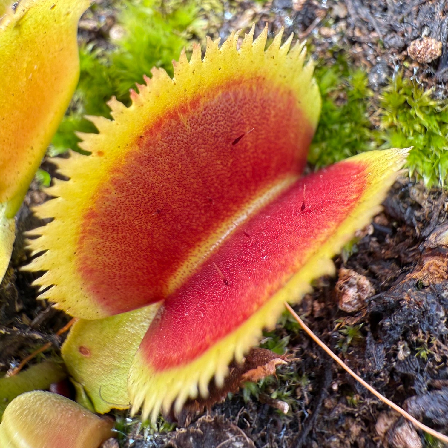 Dionaea m. 'Guava Sawtooth' JH Potted