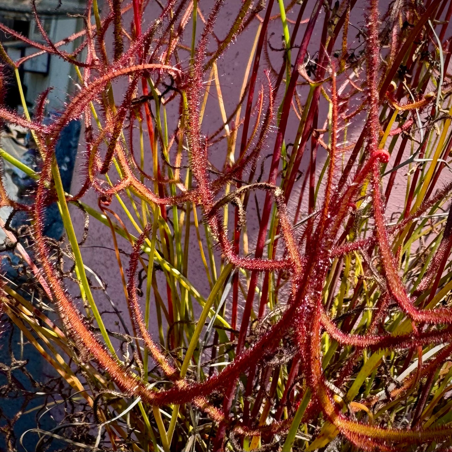 Drosera binata “Otaki Forks, NZ” Potted