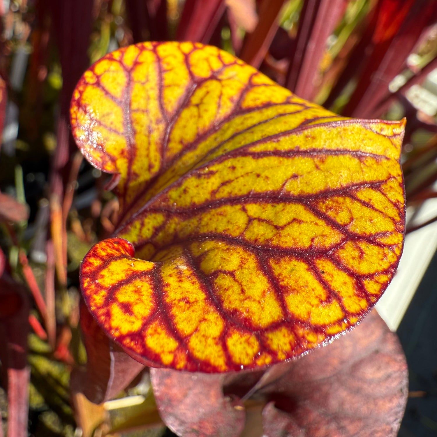 Sarracenia flava v. rubricorpora “Fire Top” Potted