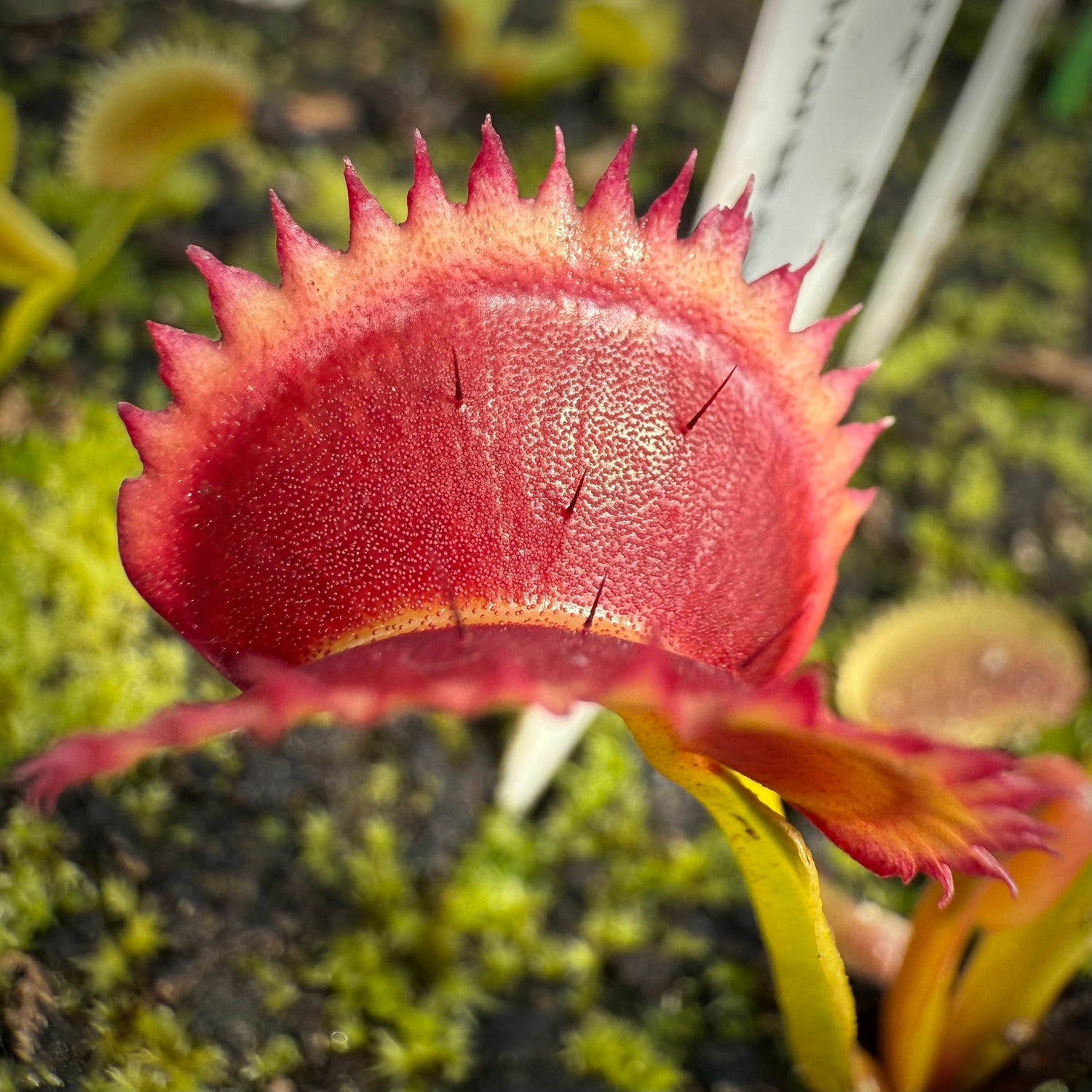 Dionaea m. 'Dragon Fire' JH Potted