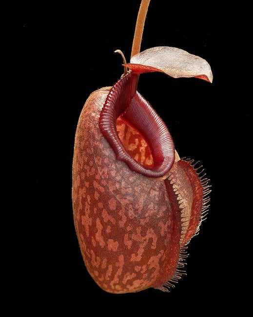 Nepenthes densiflora x aristolochioides Potted