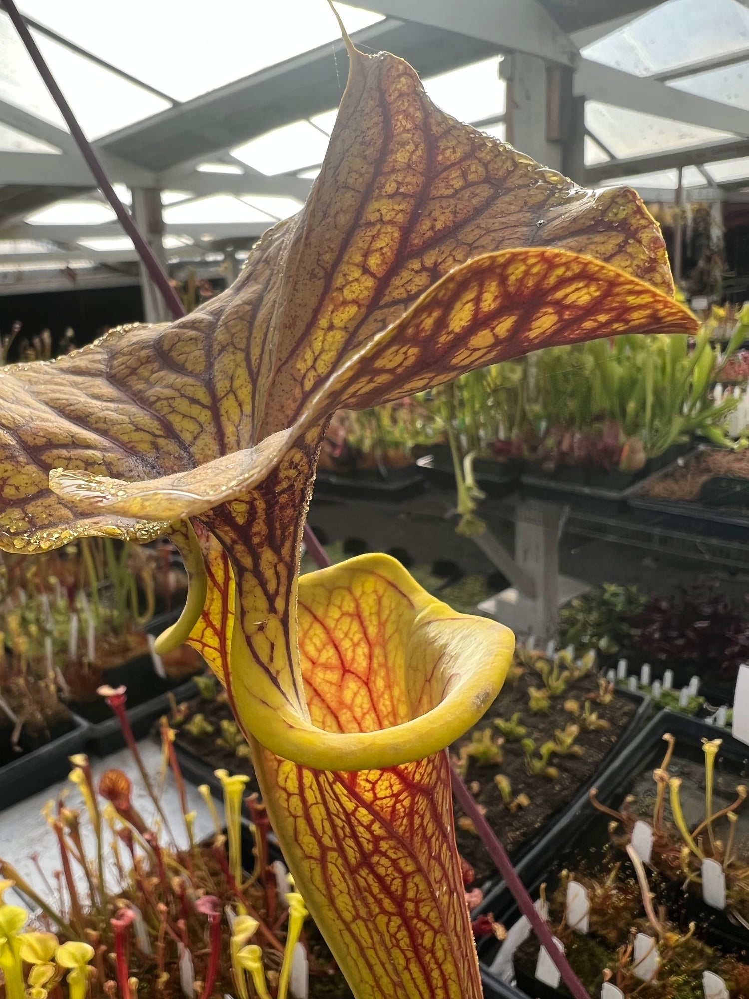 Sarracenia flava “Towering Inferno” Division Potted