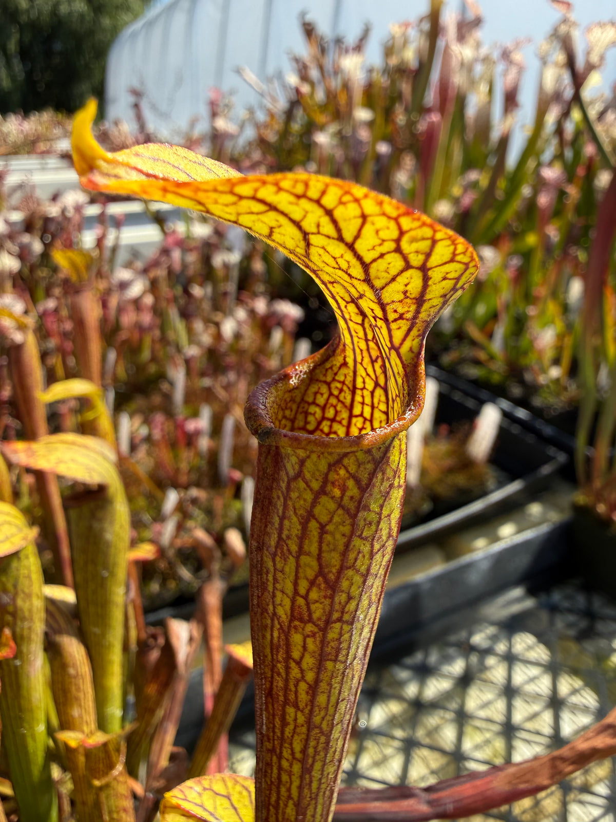 Sarracenia rubra ssp. jonesii “UCD” Potted (PERMIT)