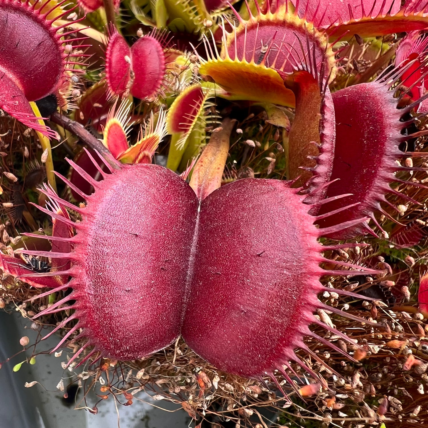 Dionaea m. “Z11” Potted