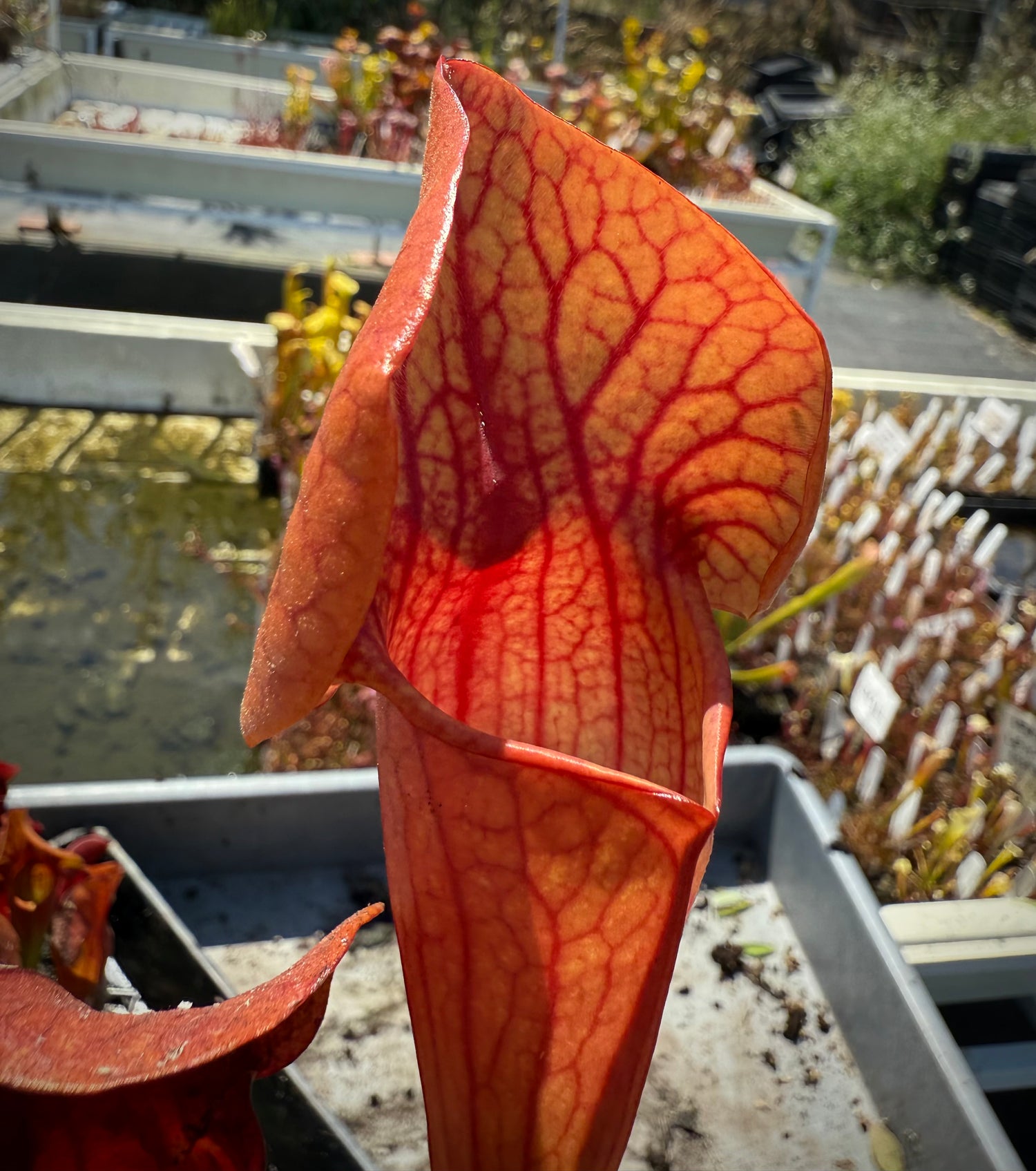 Sarracenia x catesbaei seed-grown Potted