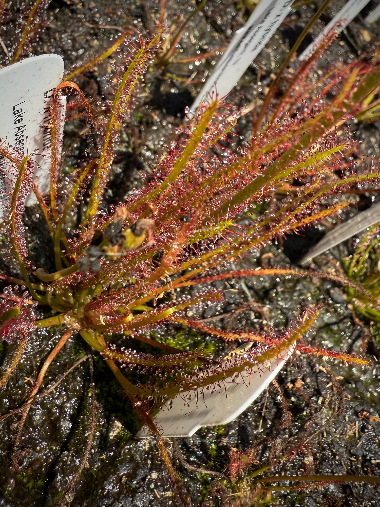 Drosera x hybrida "Lake Absegami, New Jersey" Potted