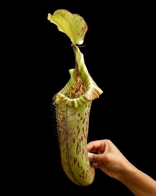 Nepenthes platychila x robcantleyi Potted