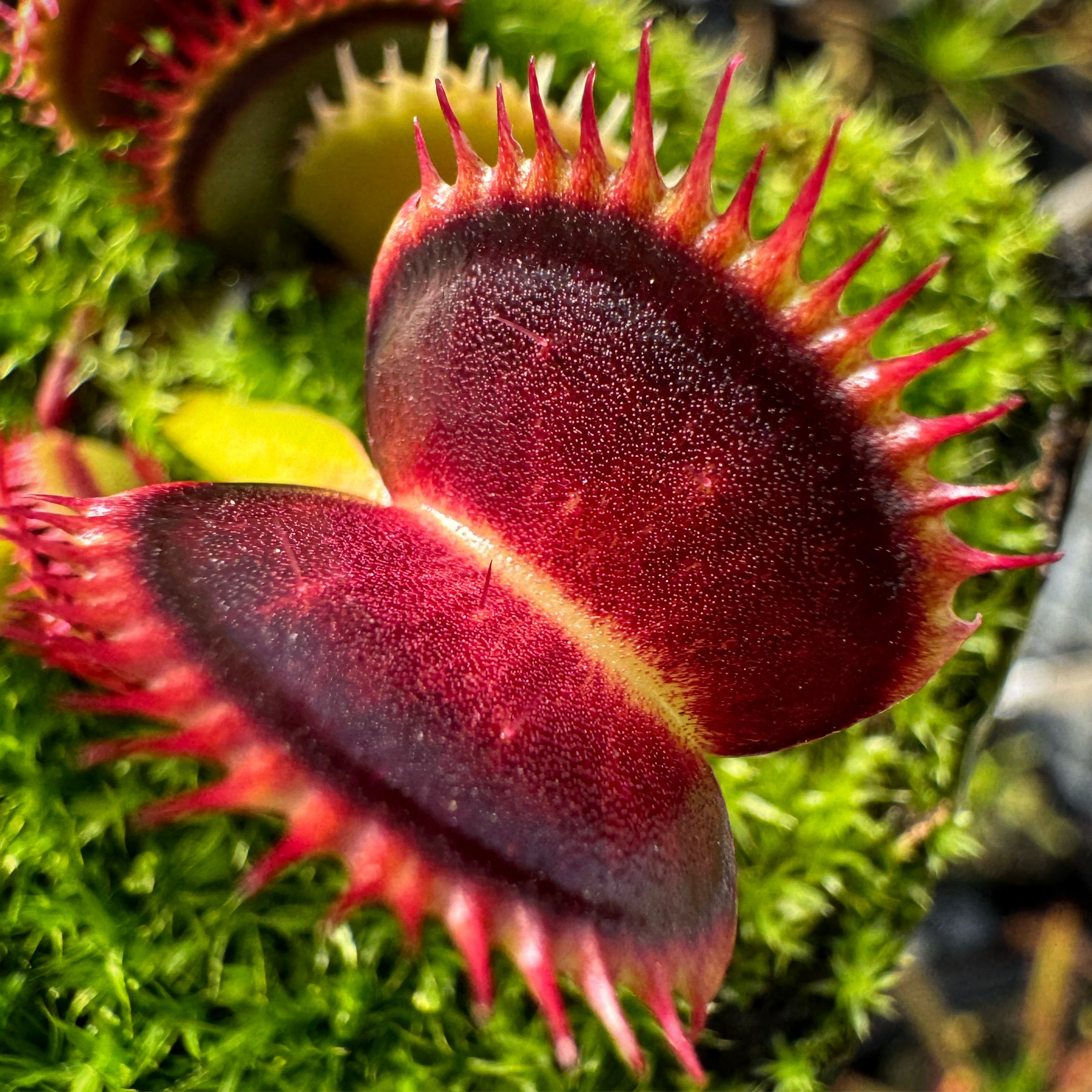 Dionaea m. Wine Mouth Venus Flytrap