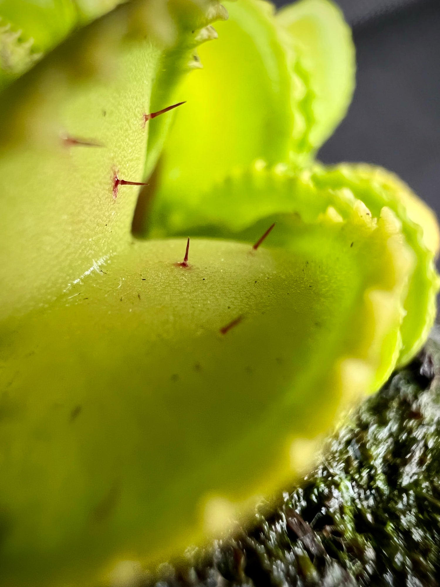 Dionaea m. “GJ Giant Cudo” Potted