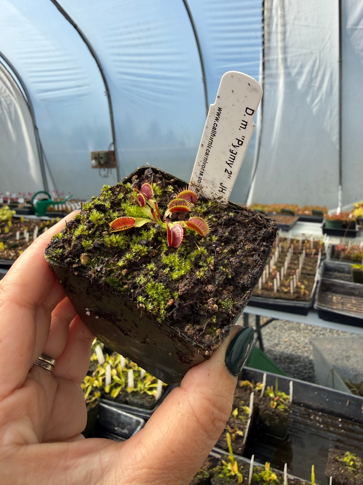 Dionaea m. “Pygmy 2” JH Potted