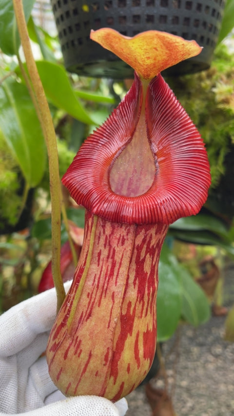 Nepenthes burkei x ( burbidgeae x edwardsiana ) Potted