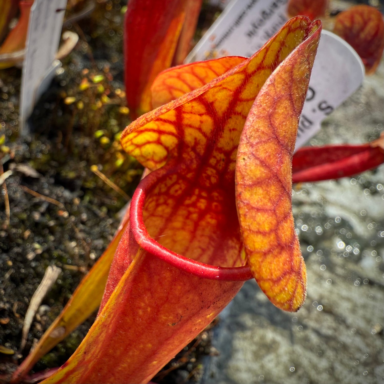 Sarracenia purpurea v.burkii ‘Jim Miller’ x flava v. rugelii ‘Bud’s Gargoyle’ Potted