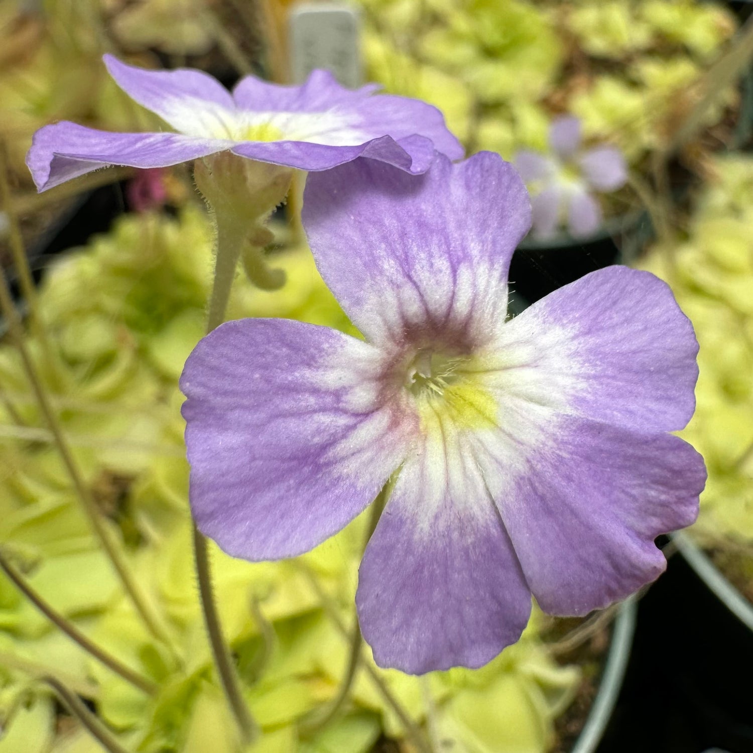 Pinguicula x “Primrose Path” BARE ROOT