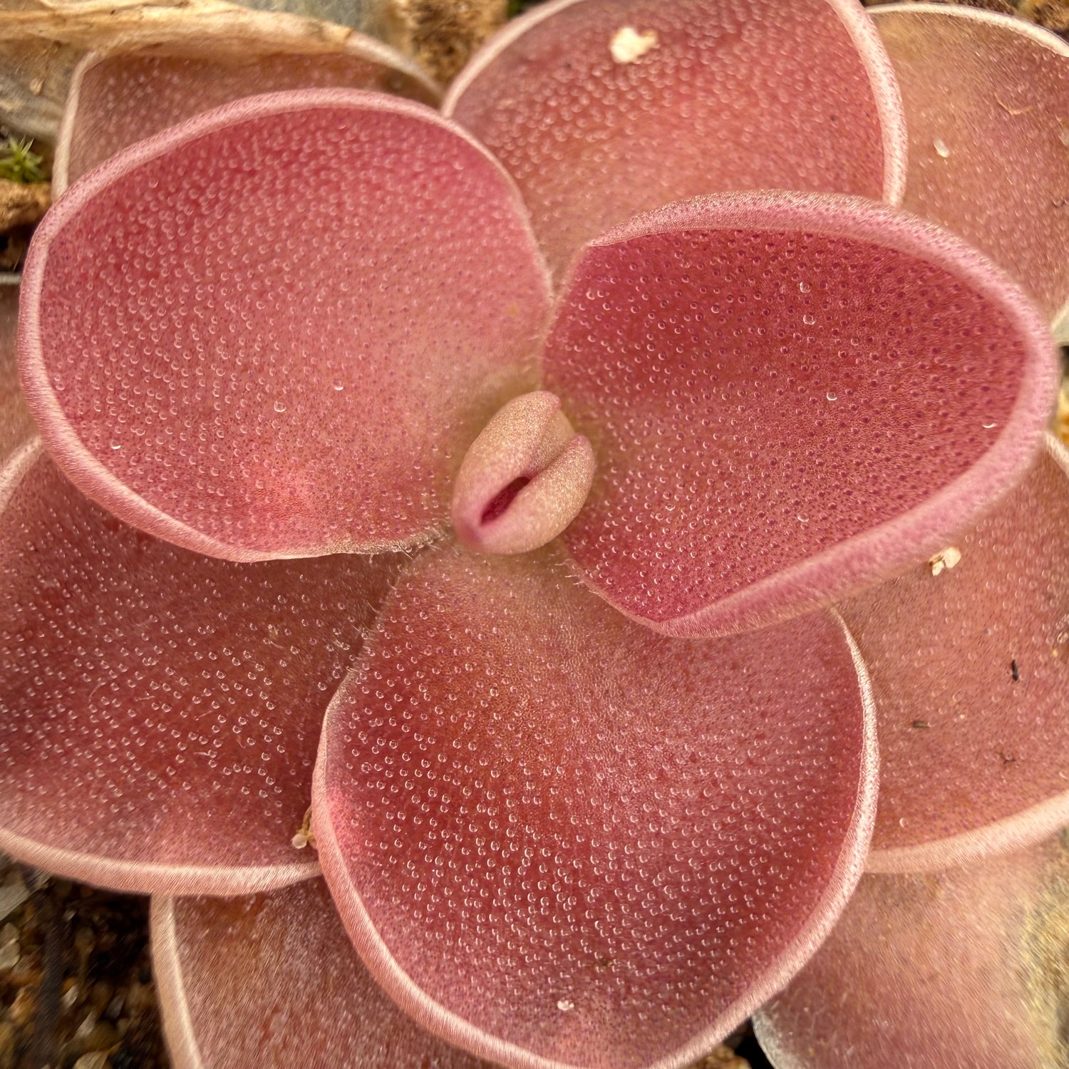 Pinguicula ‘PE Formosa’ BARE ROOT