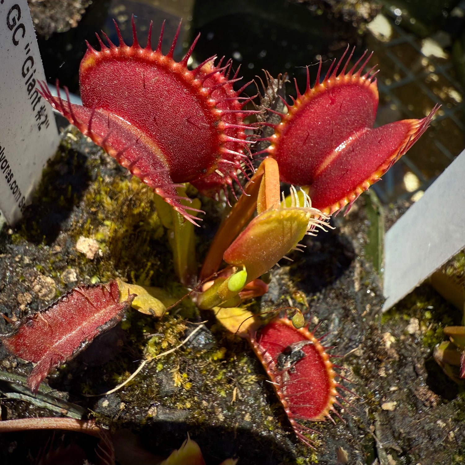 Dionaea m. "GC Giant 