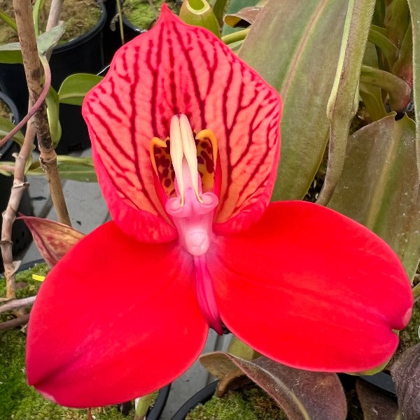 Disa uniflora Orchid
