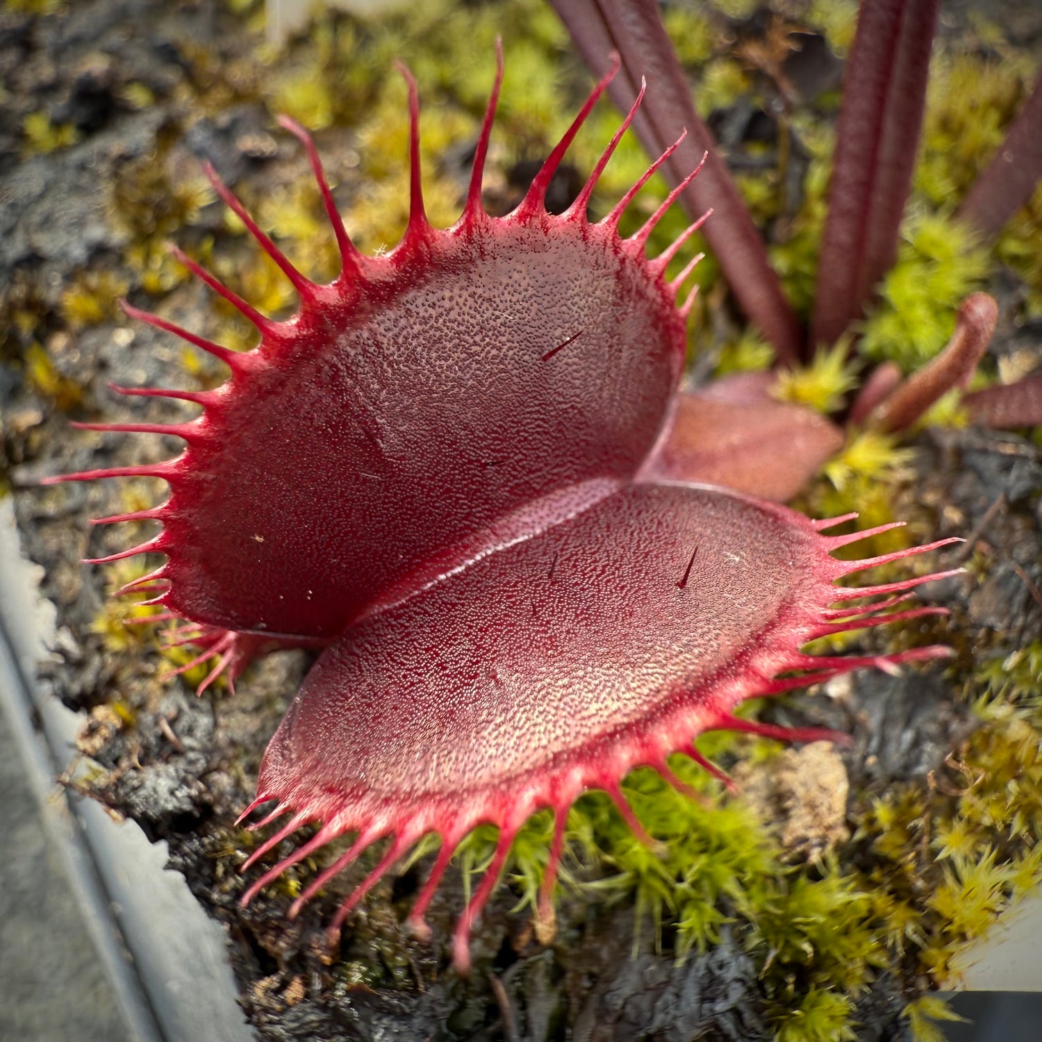 Dionaea m. ‘Petite Red Dragon' JH Potted