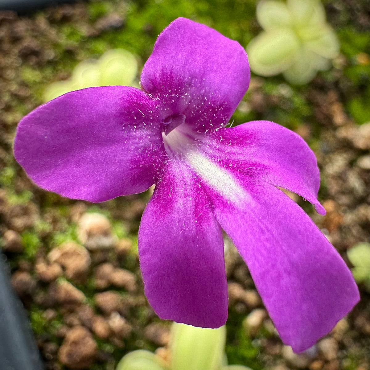 Pinguicula x “Cheshire Cat” BARE ROOT