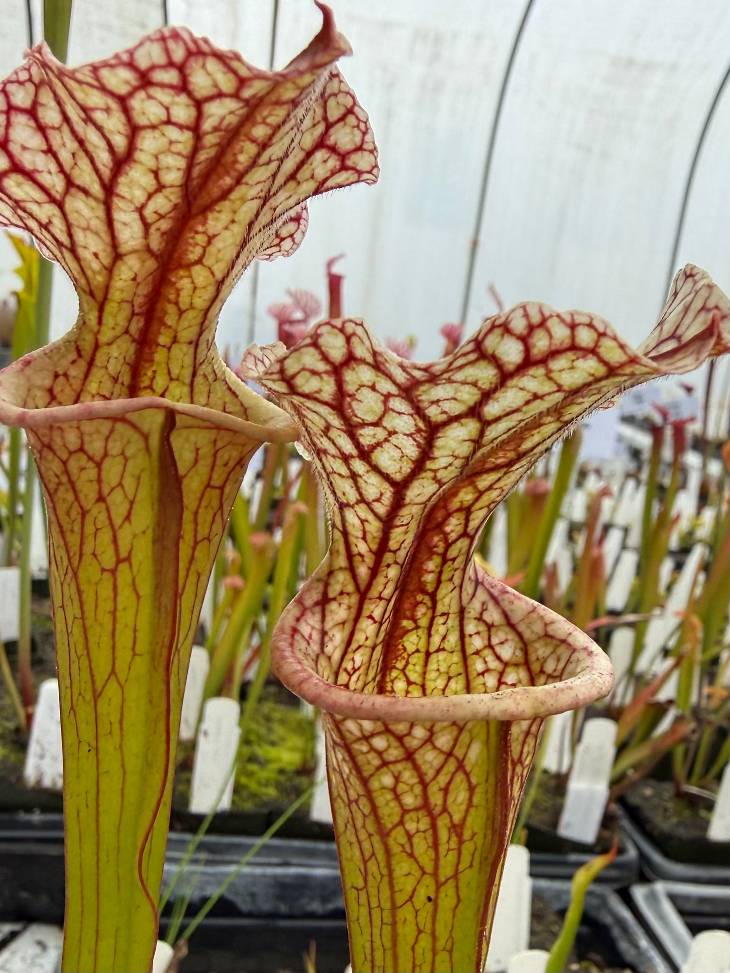Sarracenia leucophylla “Purple Lips” x ( x ‘Doreen’s Colossus’ ) Potted