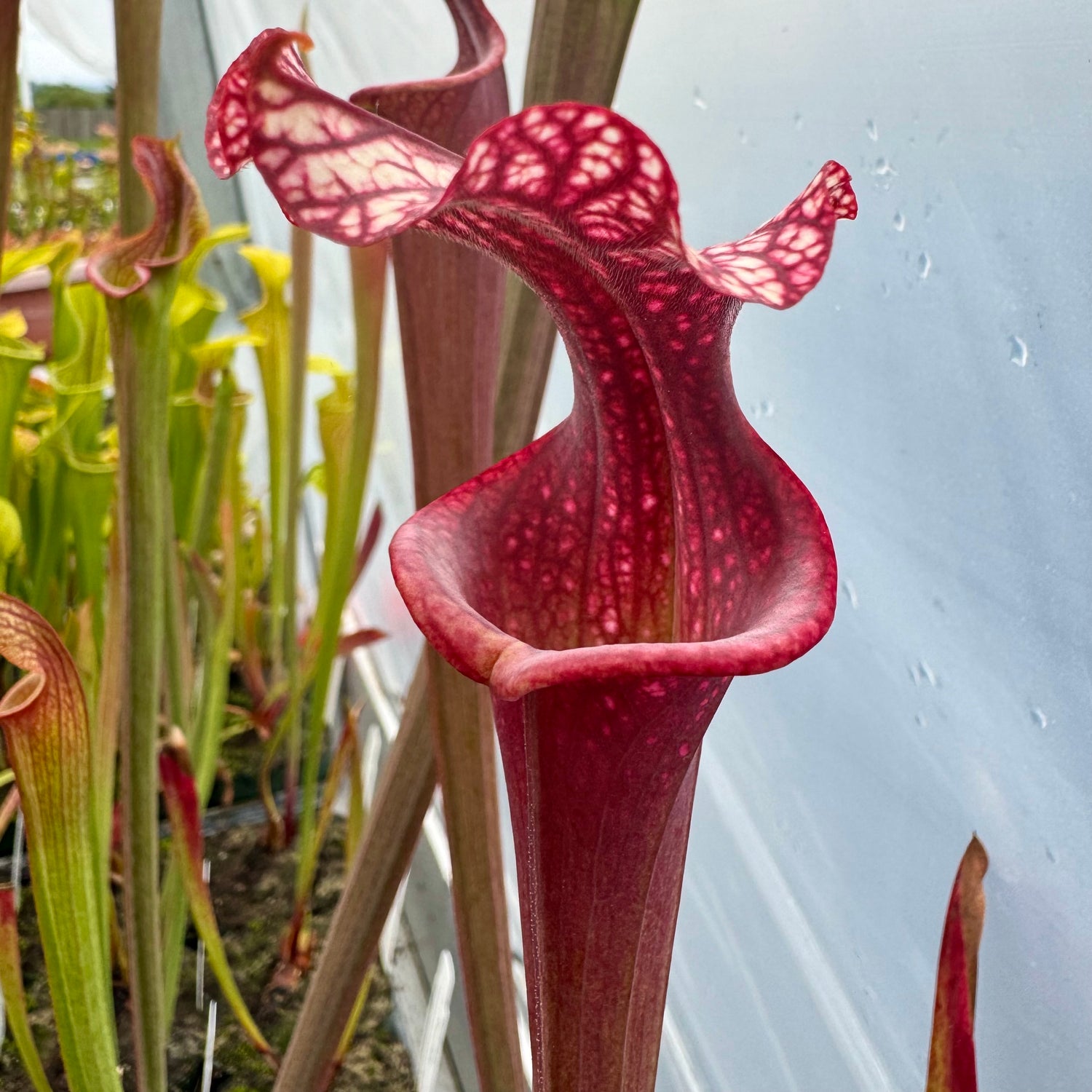 Sarracenia x ‘Royal Ruby’ Potted