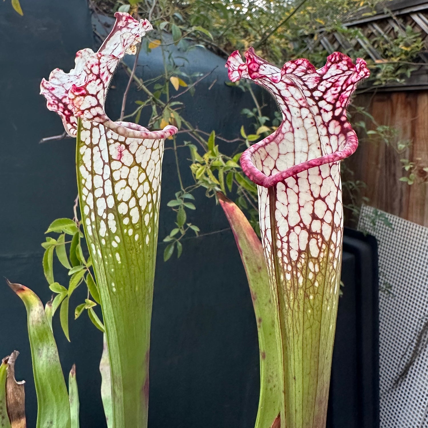 Sarracenia leucophylla Franklin Co, FL "Purple Lips Imposter" DG Potted