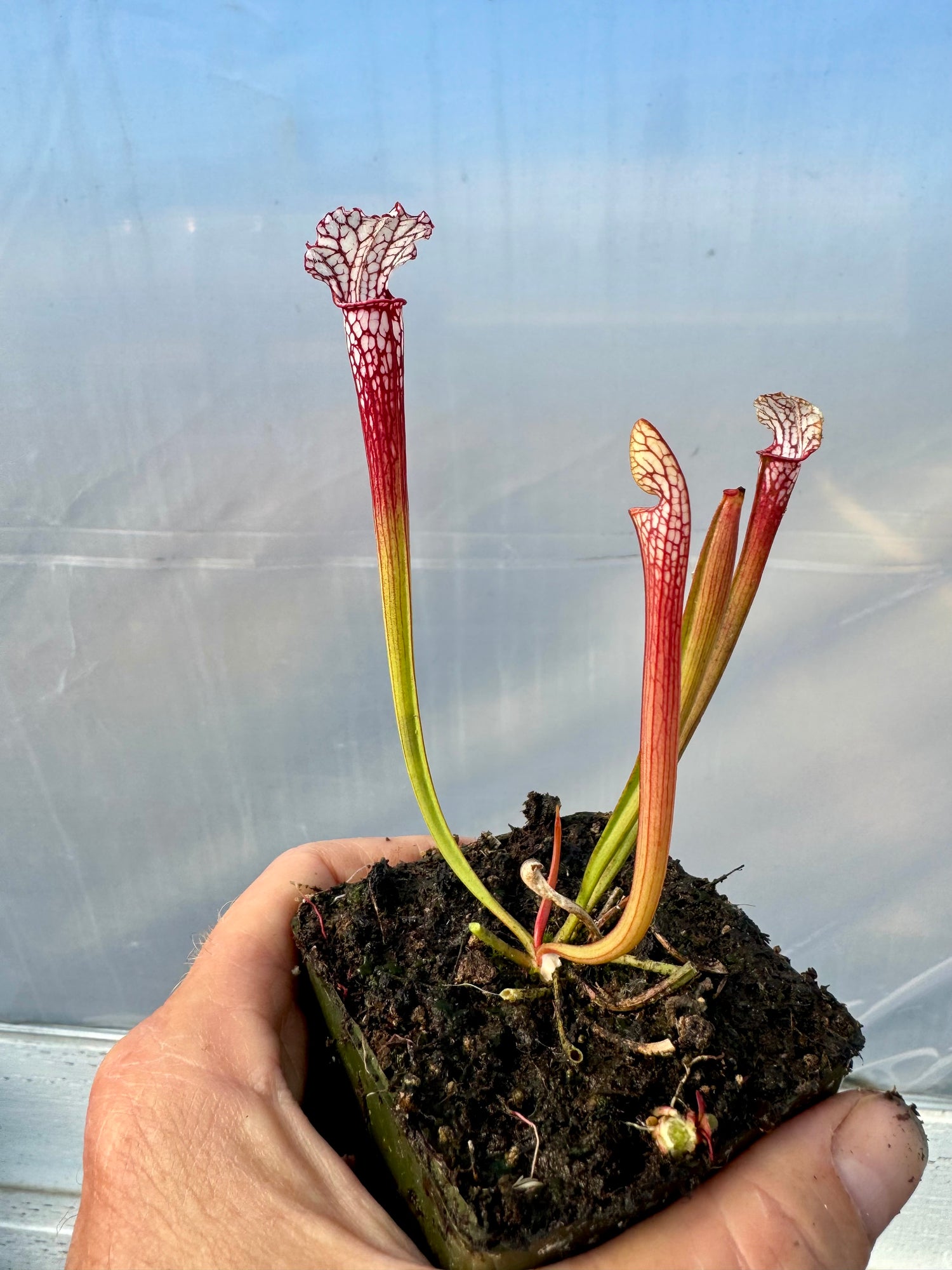 Sarracenia leucophylla "Washington Co, Long Lid" x leucophylla “CK Giant Red MKL18 selfed” Potted