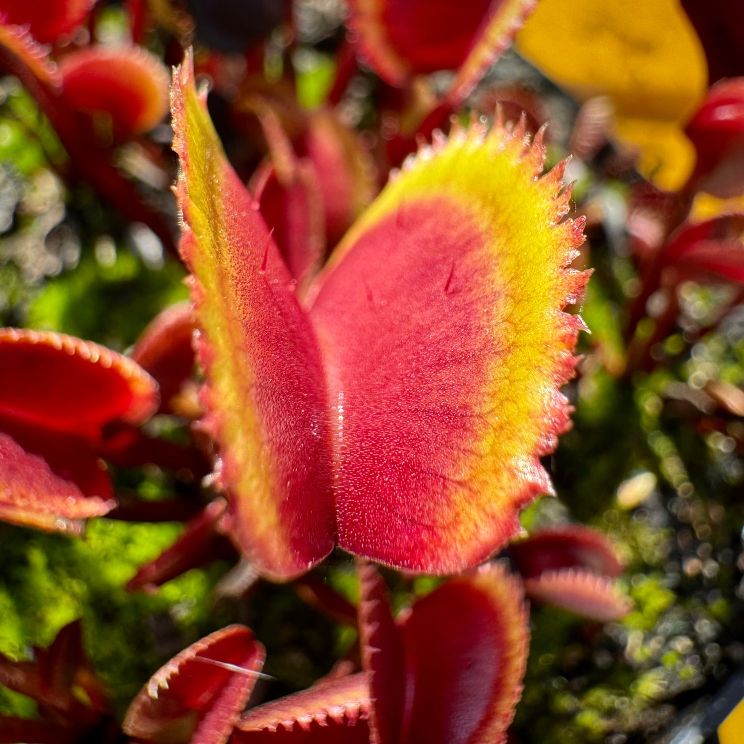 Dionaea m. 'Red Piranha' Potted