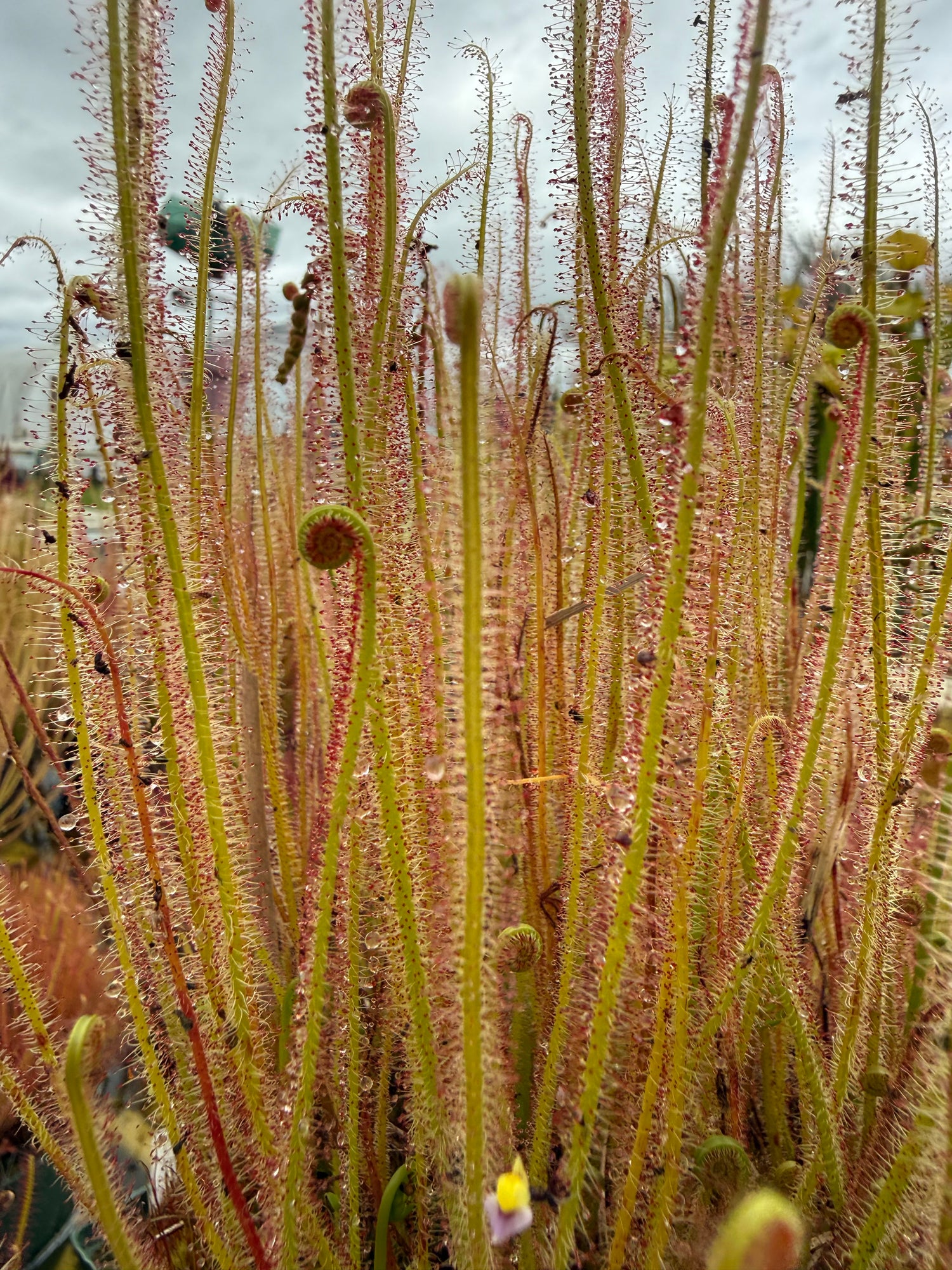 Drosera x 'Portland Sunrise' Potted