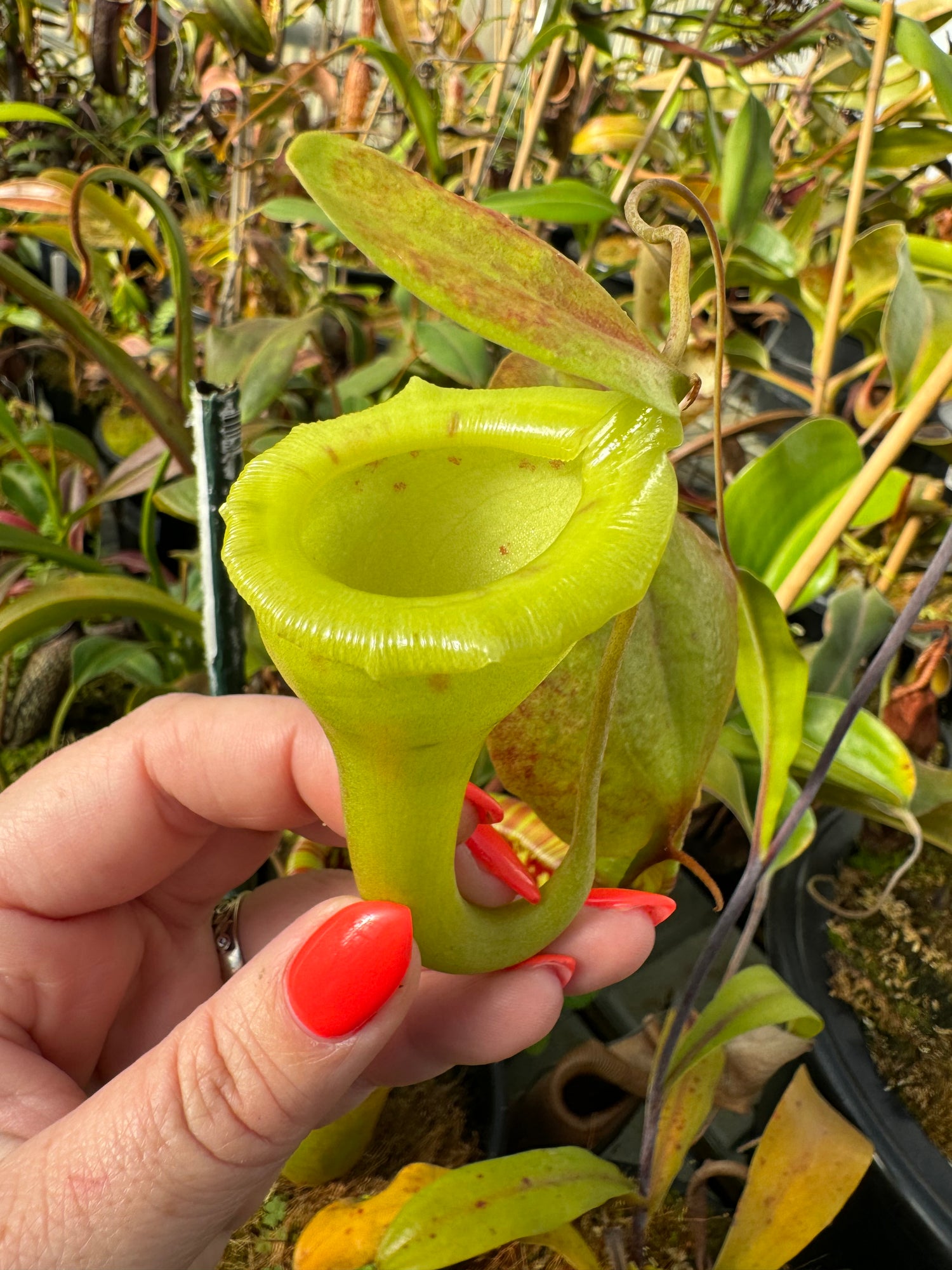 Nepenthes flava Potted