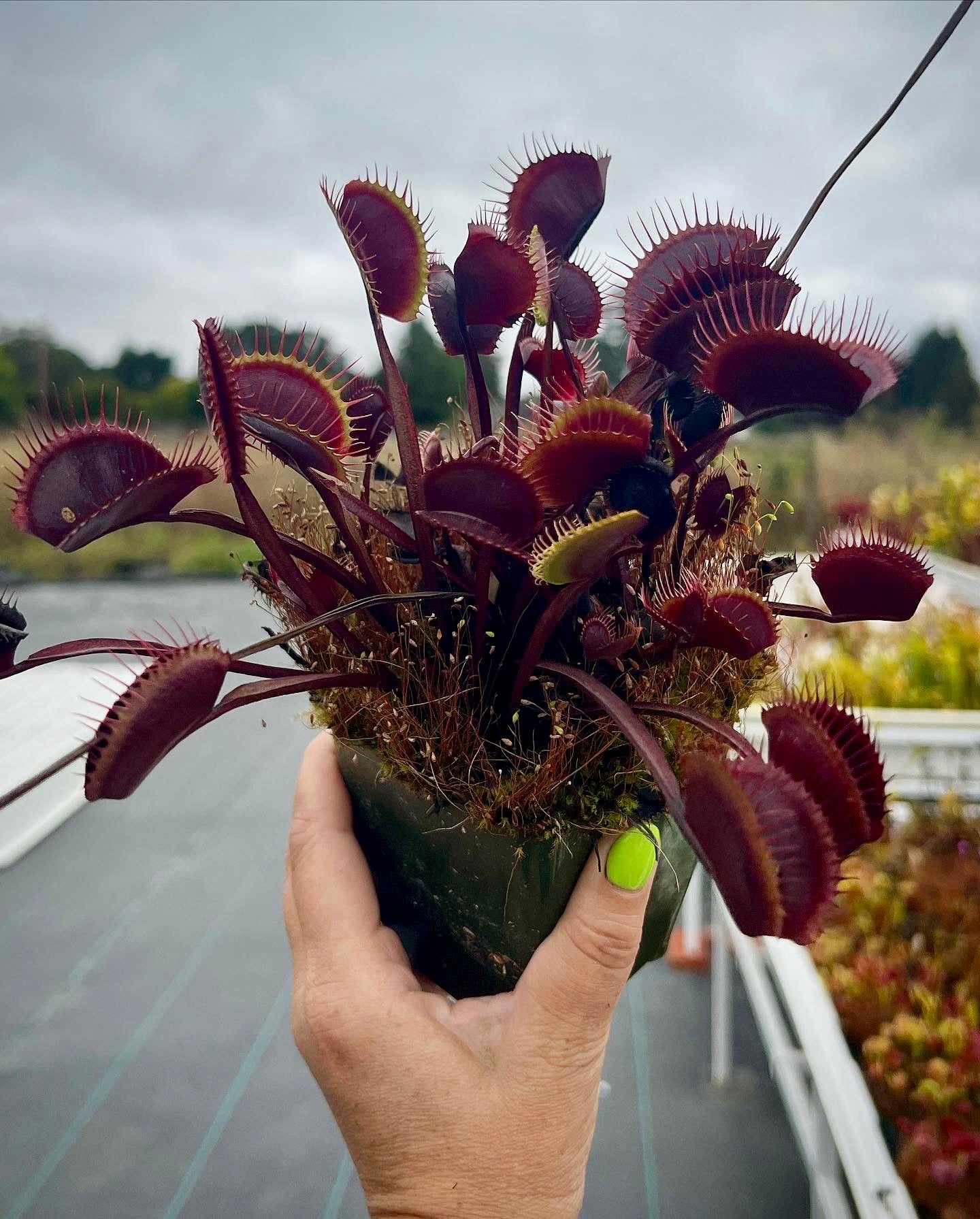 Dionaea m. 'Red Dragon' Potted