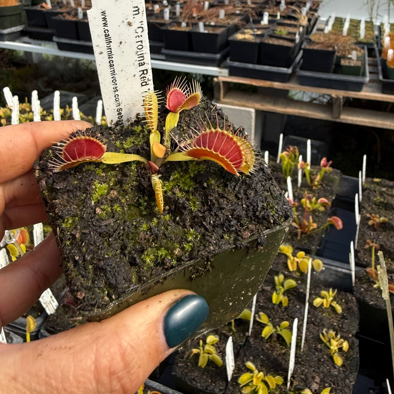 Dionaea m. “Carolina Red Trap” JH Potted