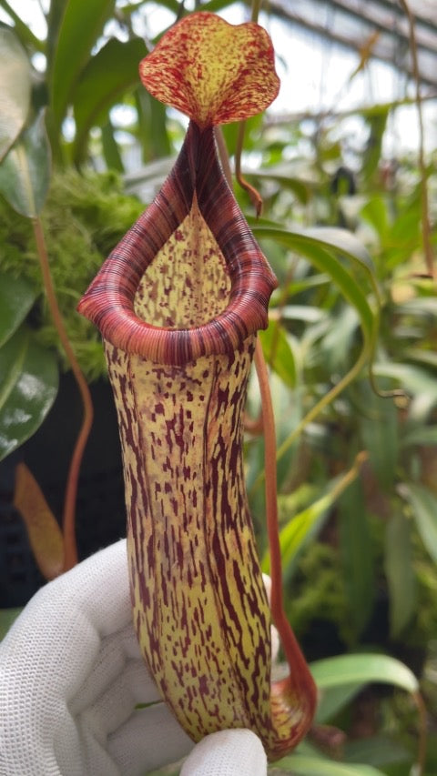 Nepenthes vogelii x ventricosa “Select Clone” Potted