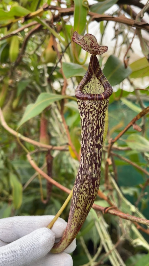 Nepenthes vogelii Potted