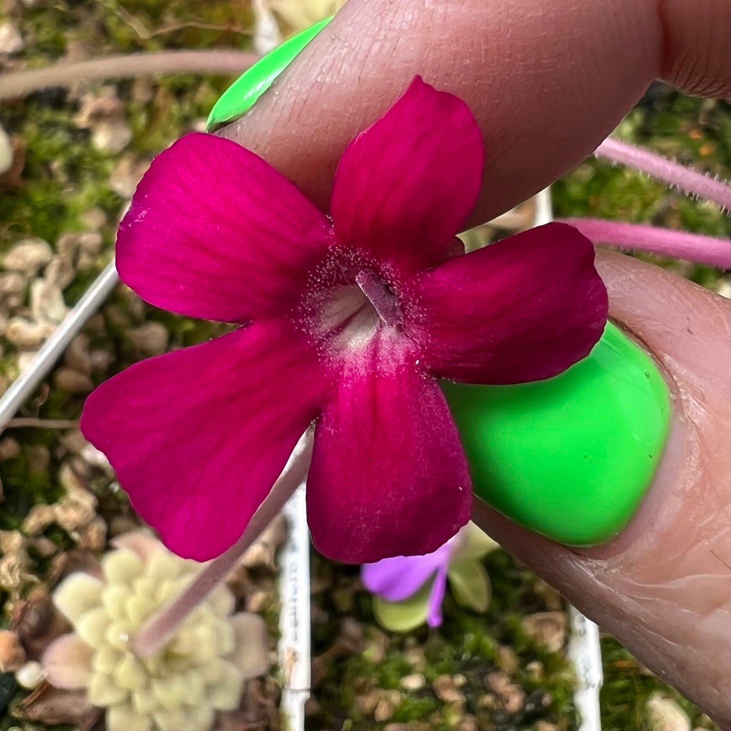 Pinguicula x “Neon Raspberry” BARE ROOT