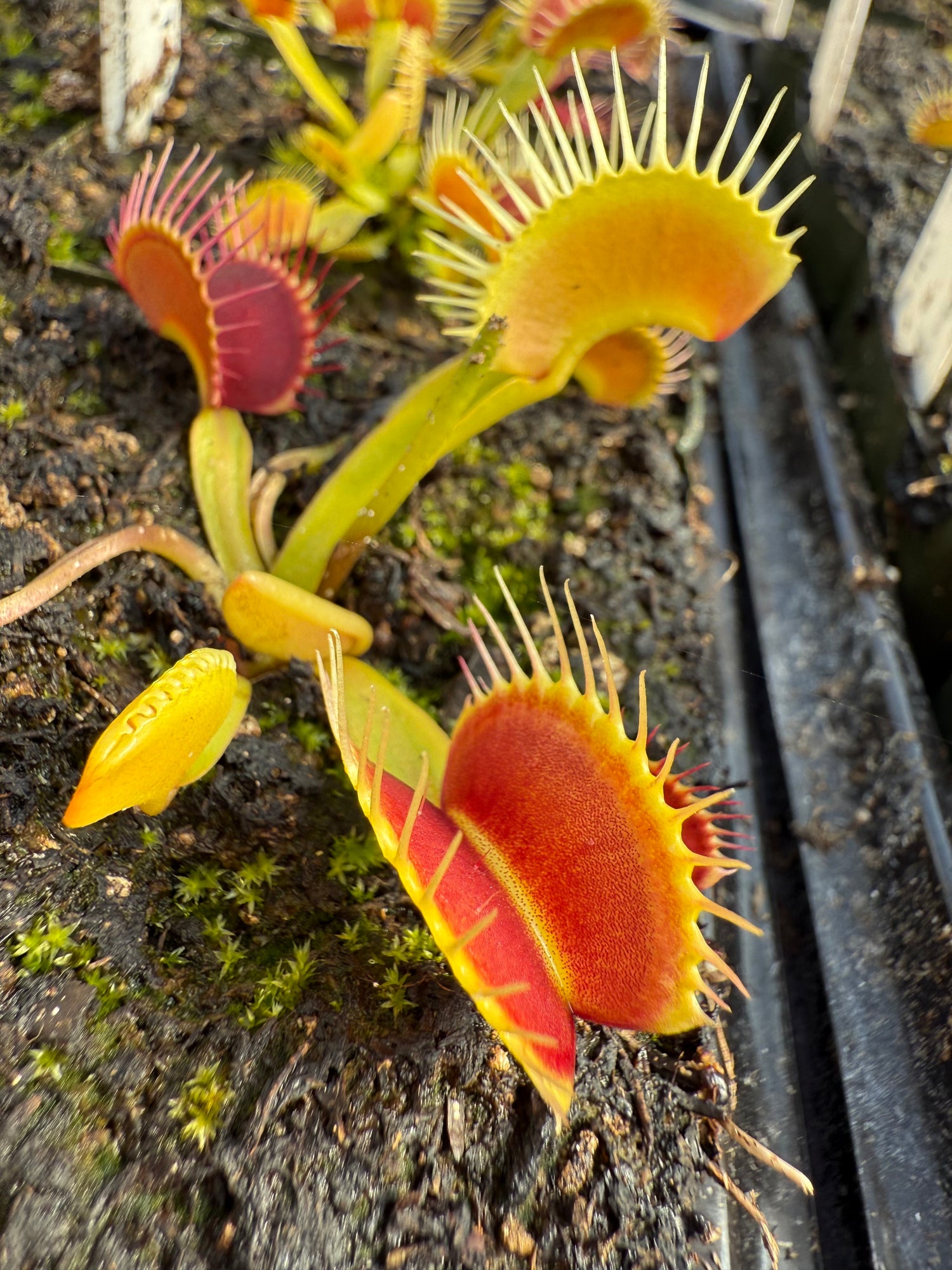 Dionaea m. “Carolina Red Trap” JH Potted