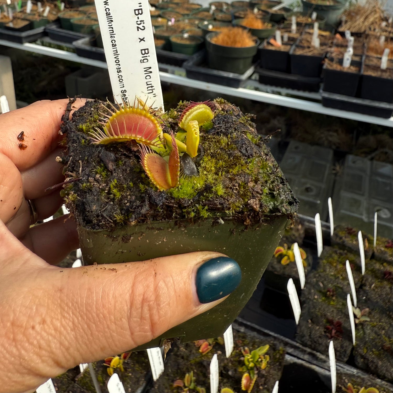 Dionaea m. “B-52 x Big Mouth” JH Potted