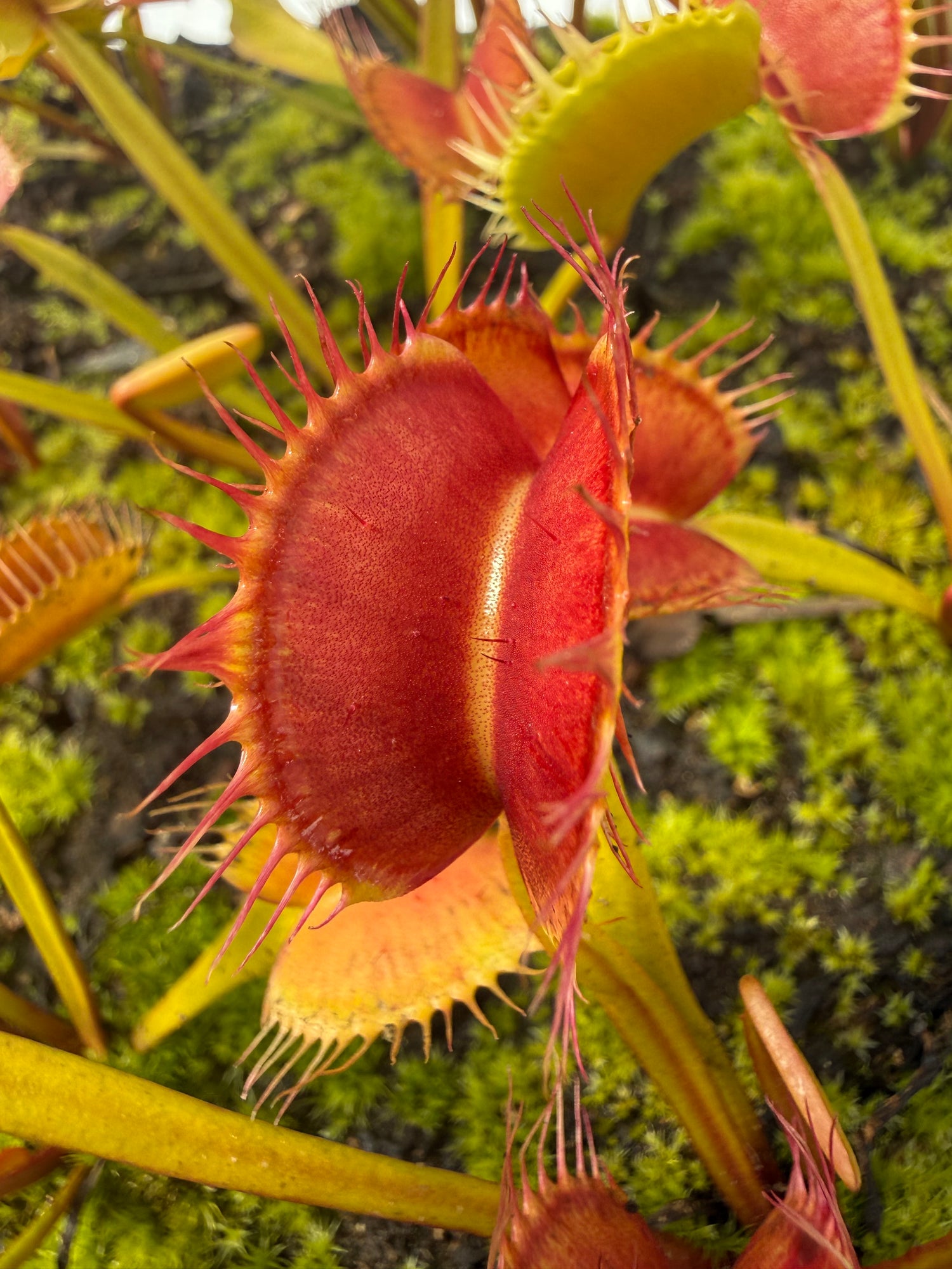 Dionaea m. “Giant I3” JH Potted