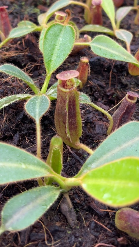 Nepenthes mollis x lowii Potted