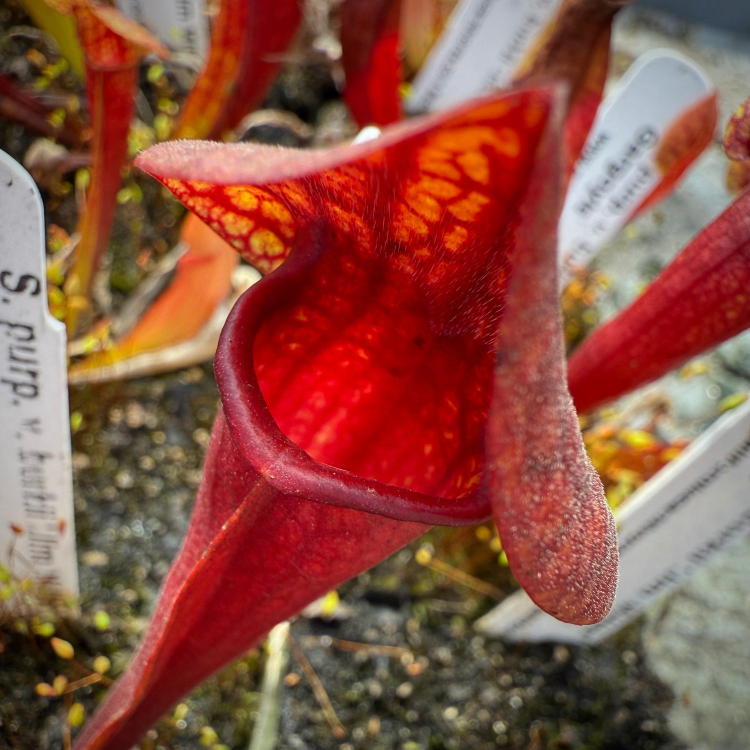 Sarracenia purpurea v.burkii ‘Jim Miller’ x flava v. rugelii ‘Bud’s Gargoyle’ Potted