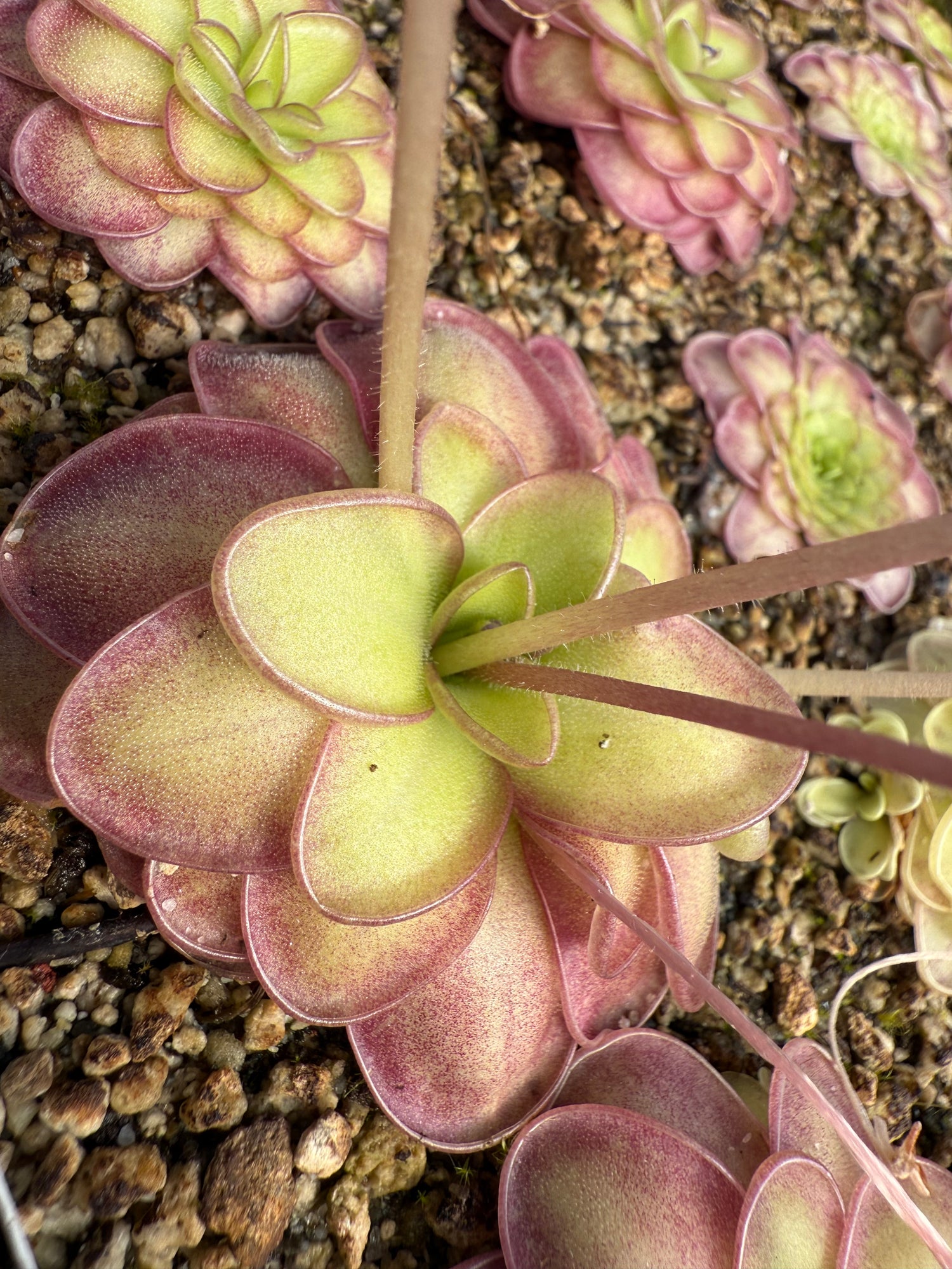 Pinguicula x “Gi-Won Jang” BARE ROOT