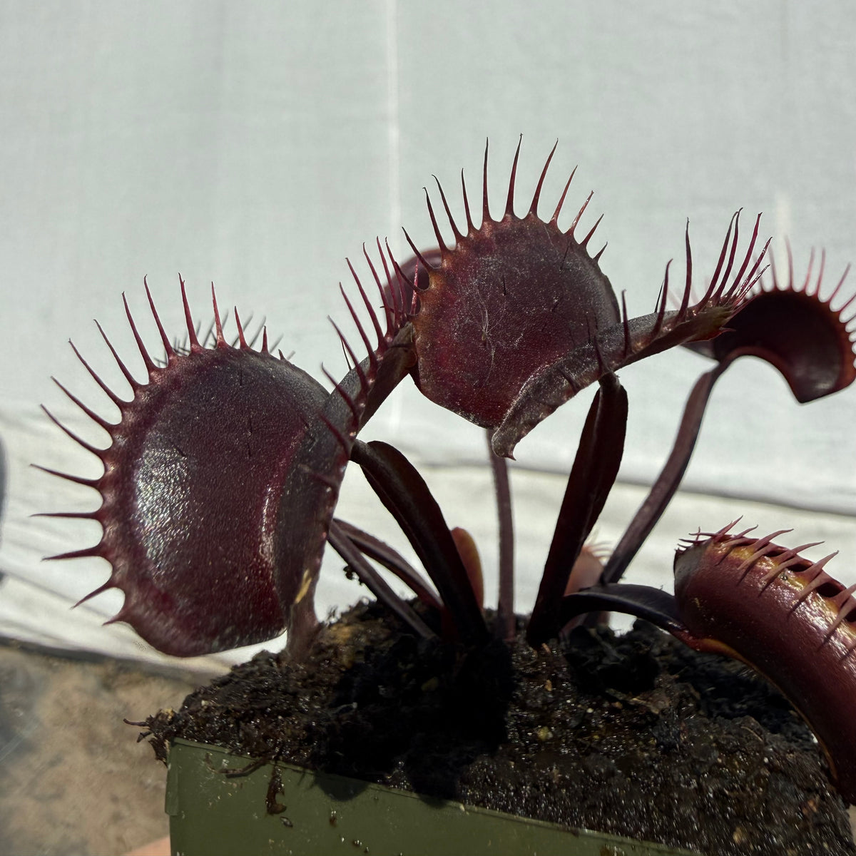 Dionaea m. “Vecna” Potted