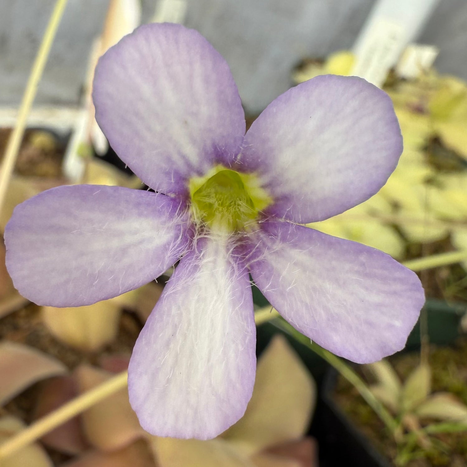 Pinguicula ibarre x gigantea BARE ROOT