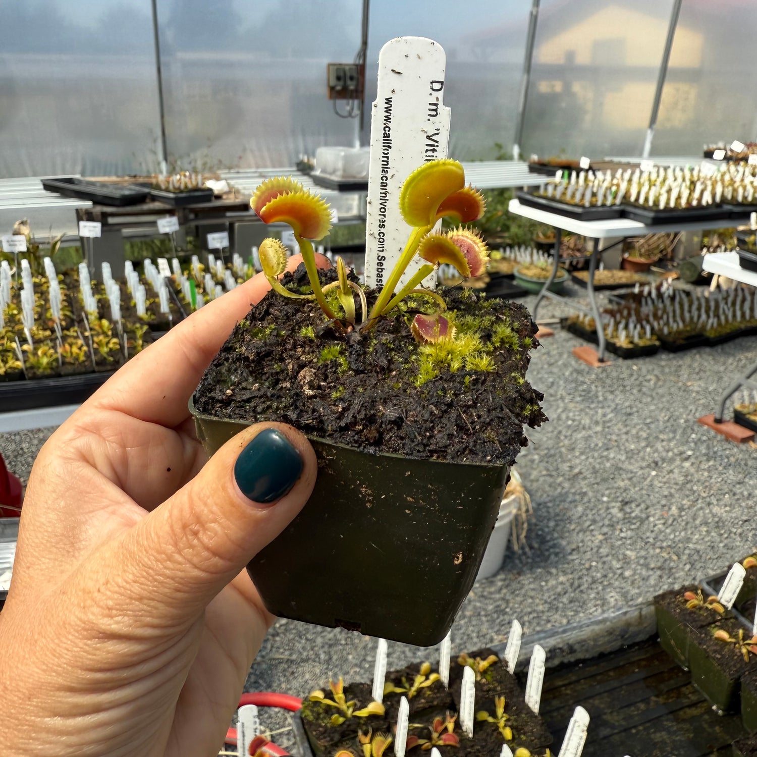Dionaea m. 'Vitiligo' JH Potted