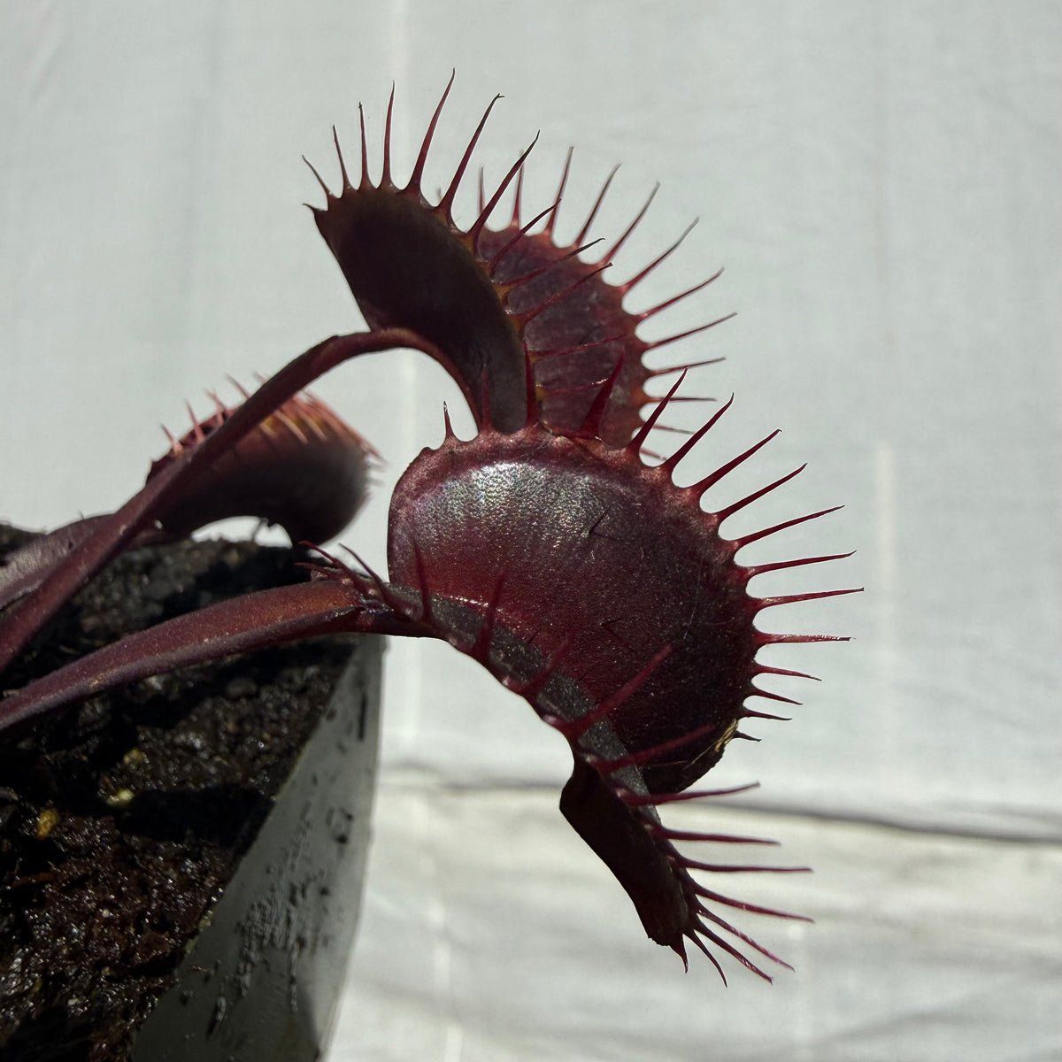 Dionaea m. “Vecna” Potted