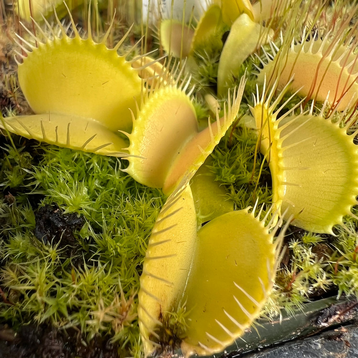 Seed Pack Dionaea m. “Green Machine” (12 seeds/pack)