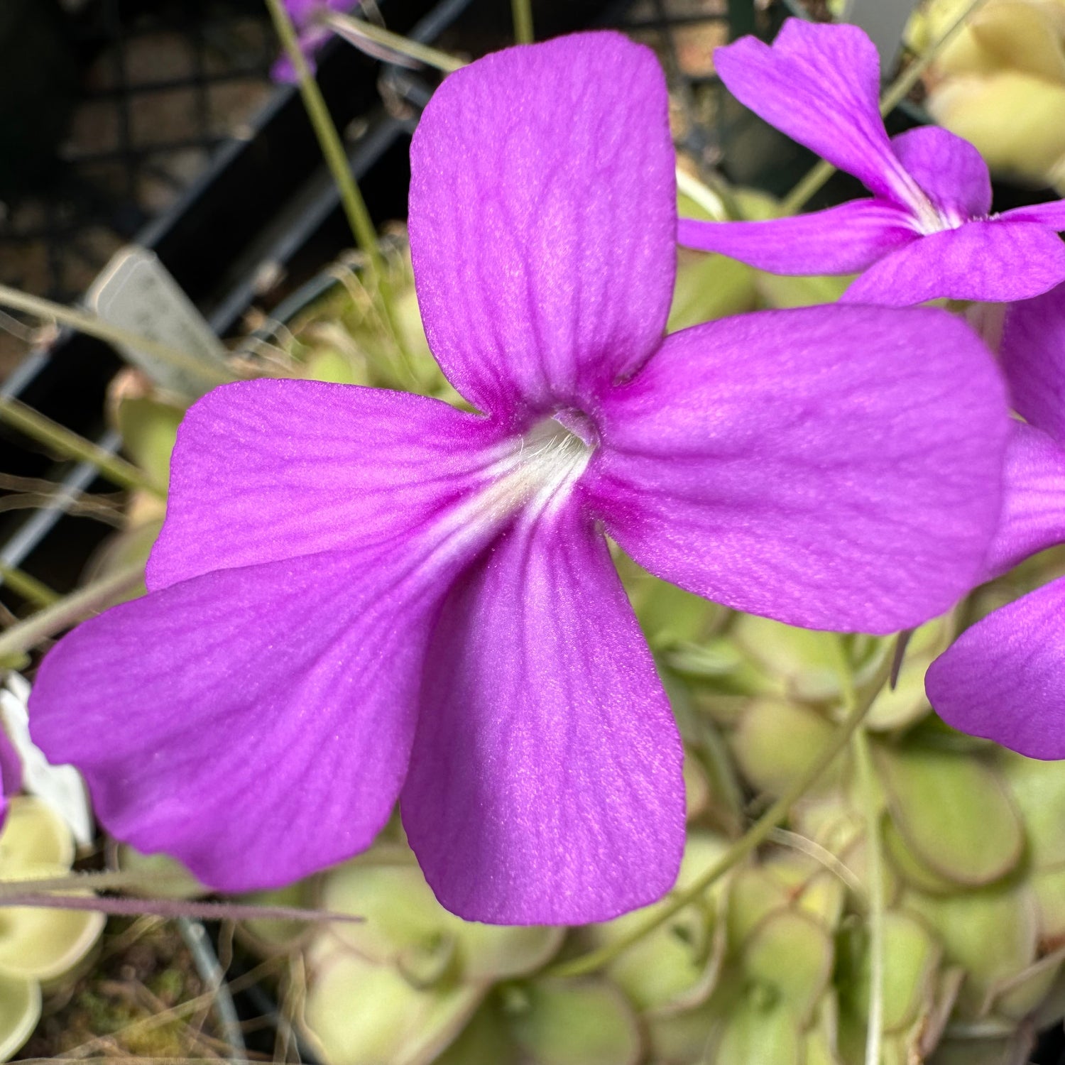 Pinguicula x ‘Dusky Heart’ BARE ROOT