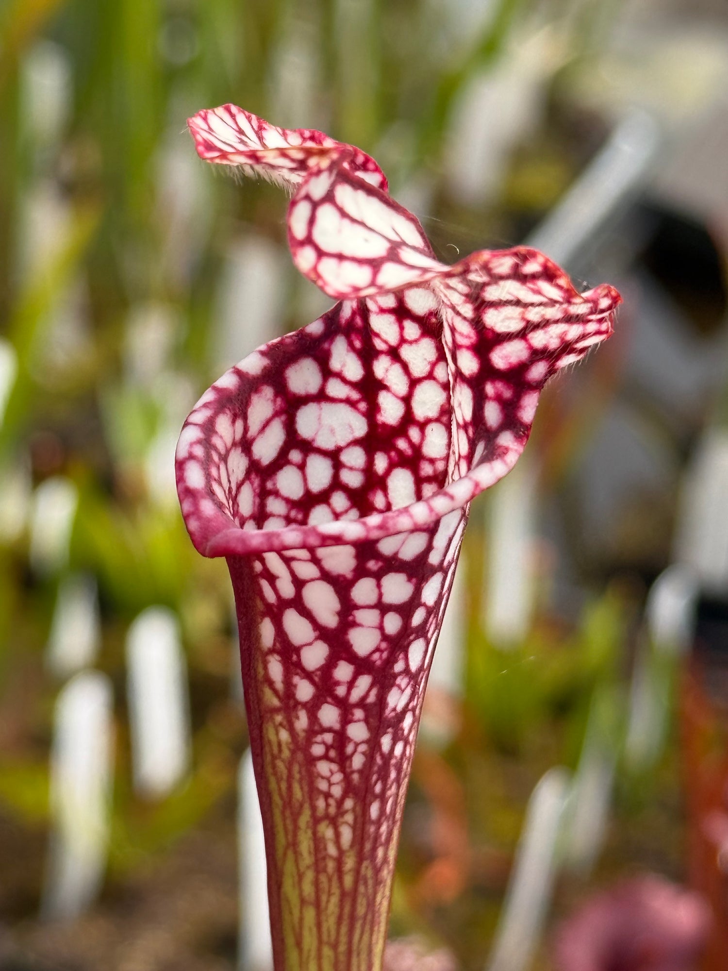Sarracenia leucophylla "Santa Rosa, Co, FL" Select Clone DGL5 Potted