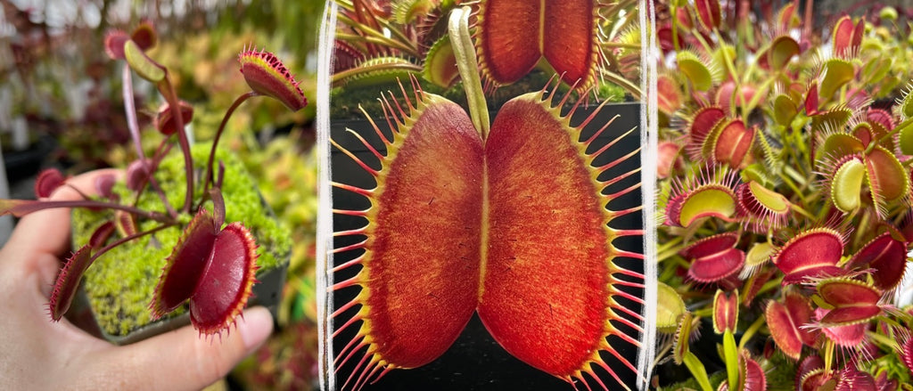 Pitcher Plants