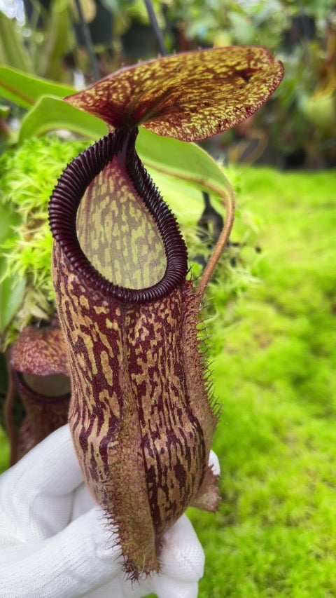 Nepenthes hamata x klossi Potted
